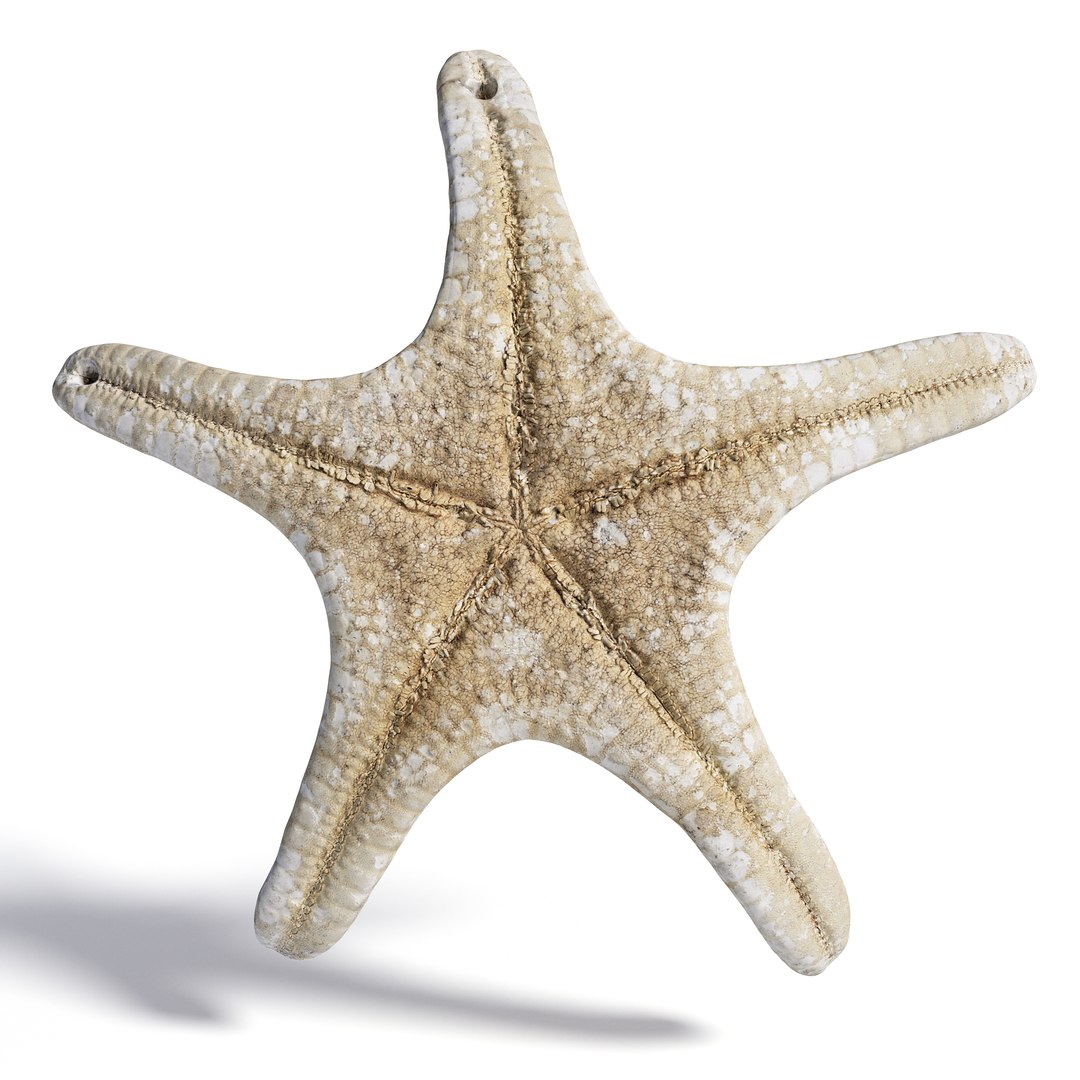 3D High Fidelity Marine Collection Corals Seashell and Starfish 8K PBR https://p.turbosquid.com/ts-thumb/6Y/uFIBJC/zW/sea_star_2_3copy/jpg/1777319677/1920x1080/fit_q87/499b20a6dd4f65988b47f94b789c5e2b0f73773f/sea_star_2_3copy.jpg