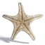 Collezione marina ad alta fedeltà: coralli, conchiglie e stelle marine 8K PBR
