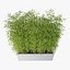 Bamboo 03