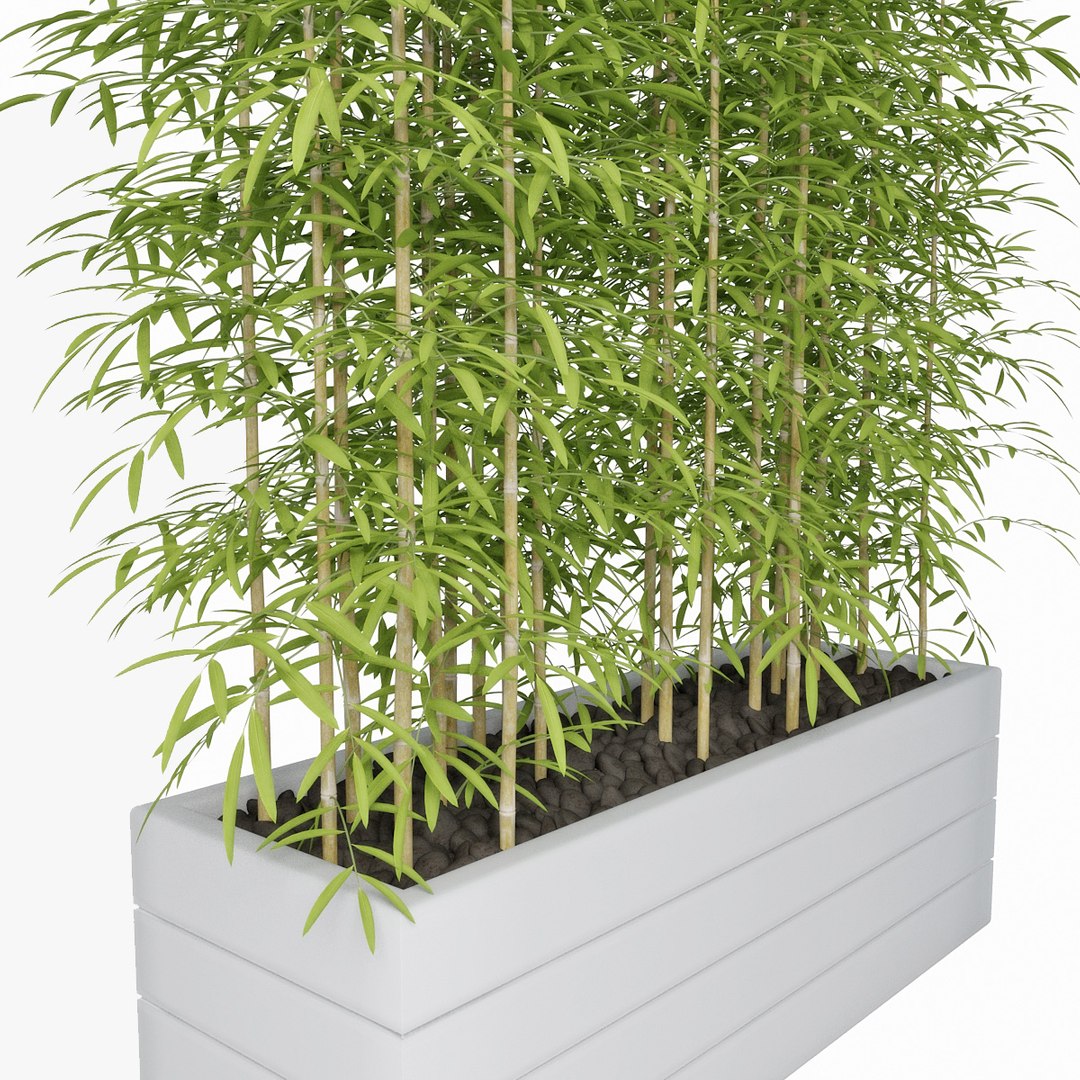 3d model bamboo https://p.turbosquid.com/ts-thumb/6Z/8P9a50/OlManwML/pr06/jpg/1489485610/1920x1080/fit_q87/b7f91777e5af3f3aaf3c8234d655407d5d85a89f/pr06.jpg