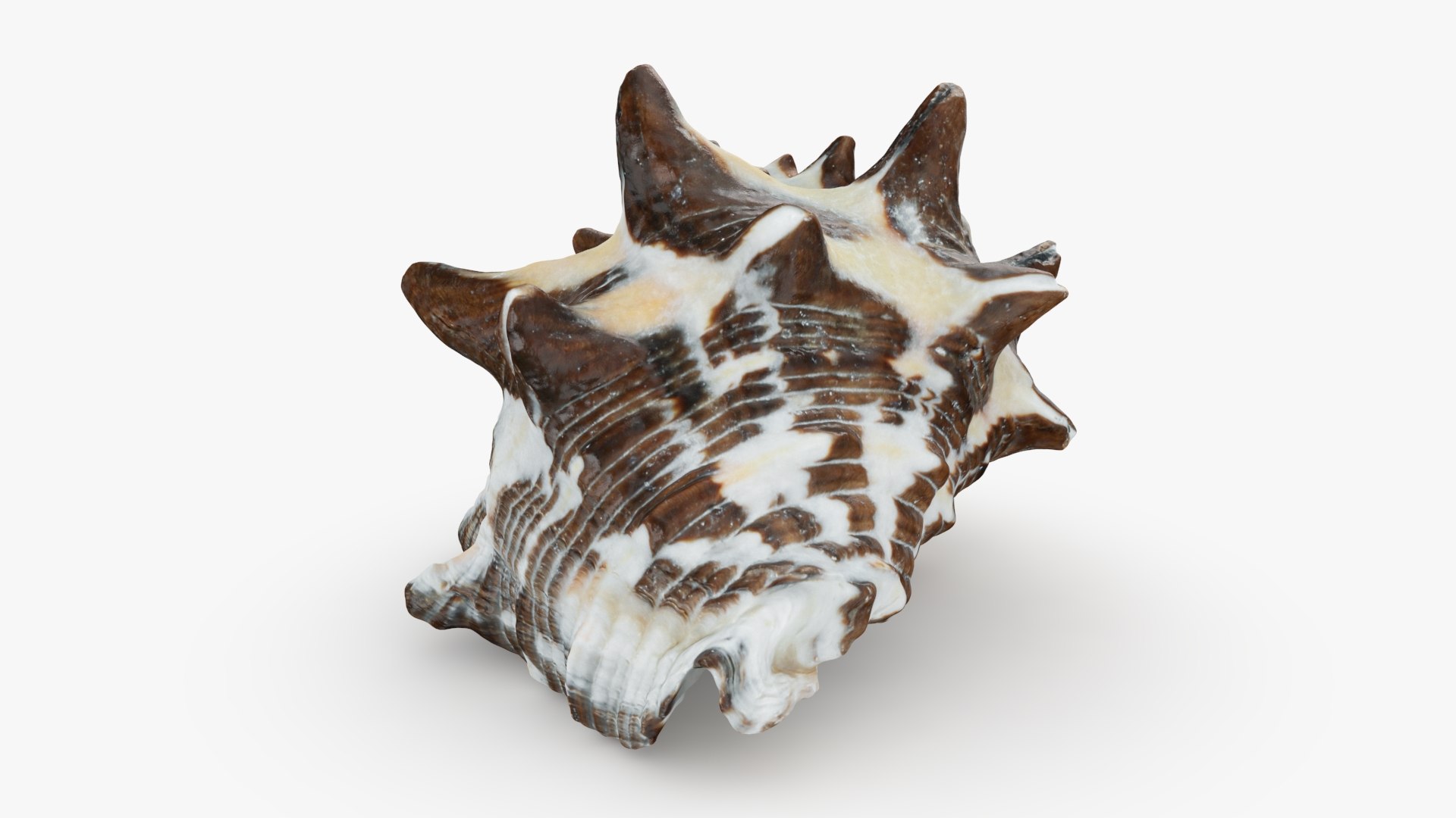 Reishia Bitubercularis 3D Model - TurboSquid 2389846