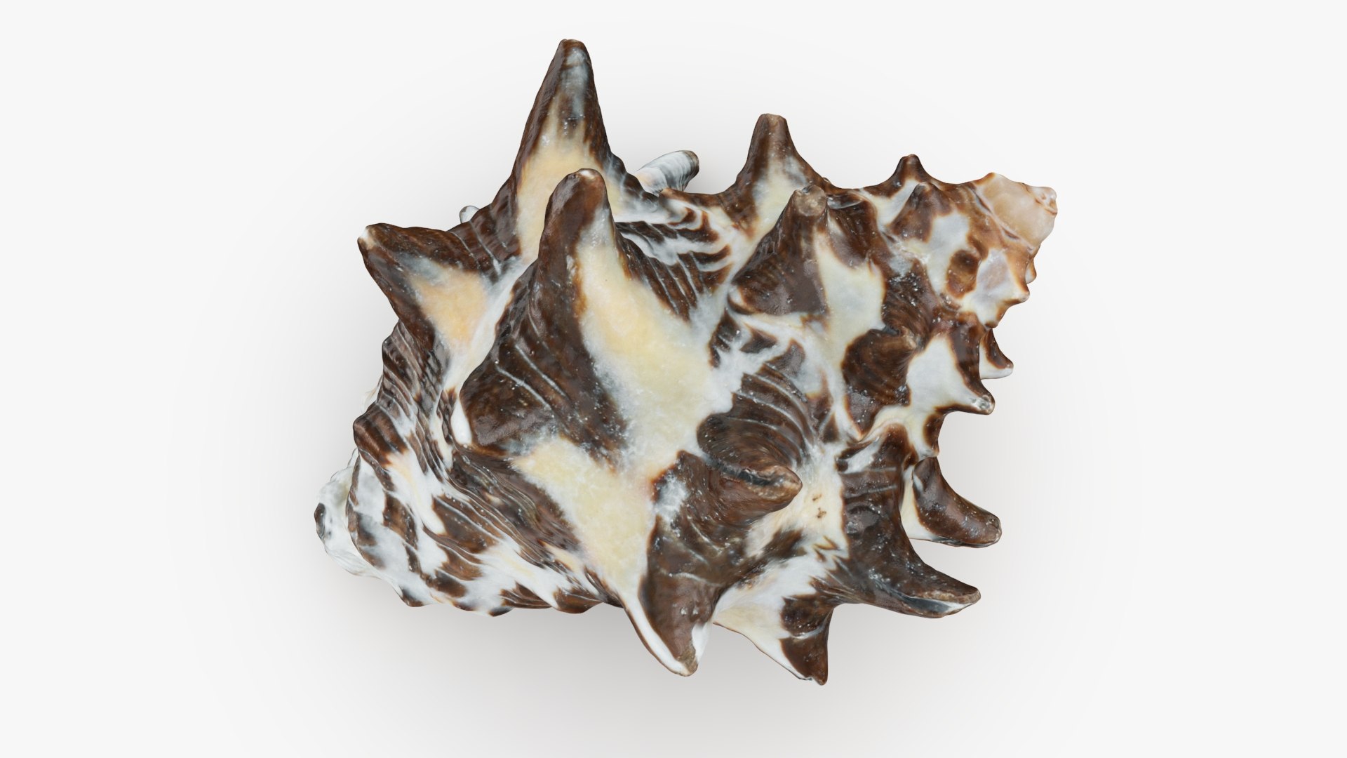 Reishia Bitubercularis 3D Model - TurboSquid 2389846