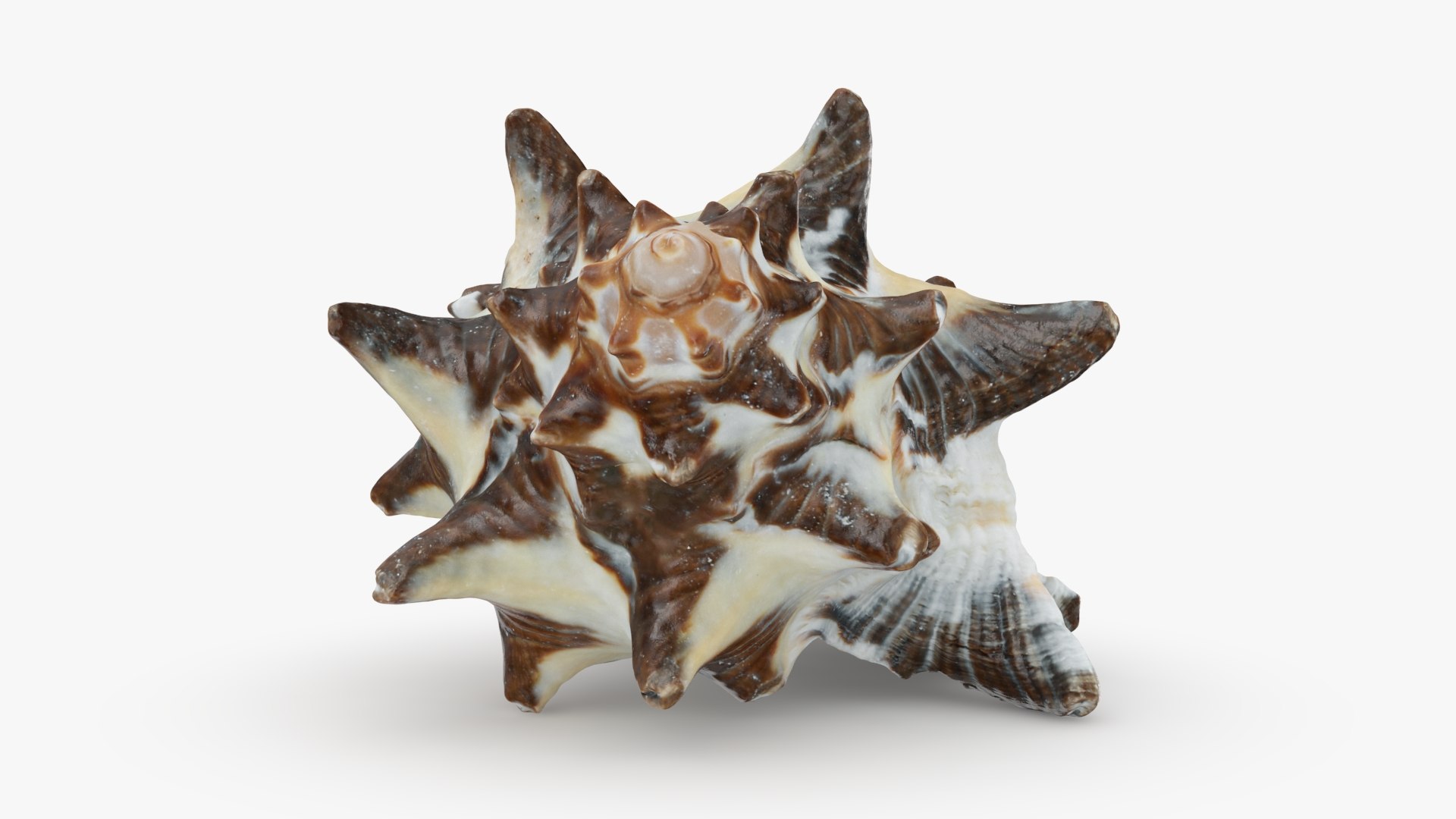 Reishia Bitubercularis 3D Model - TurboSquid 2389846