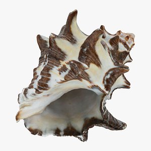 Reishia Bitubercularis 3D model