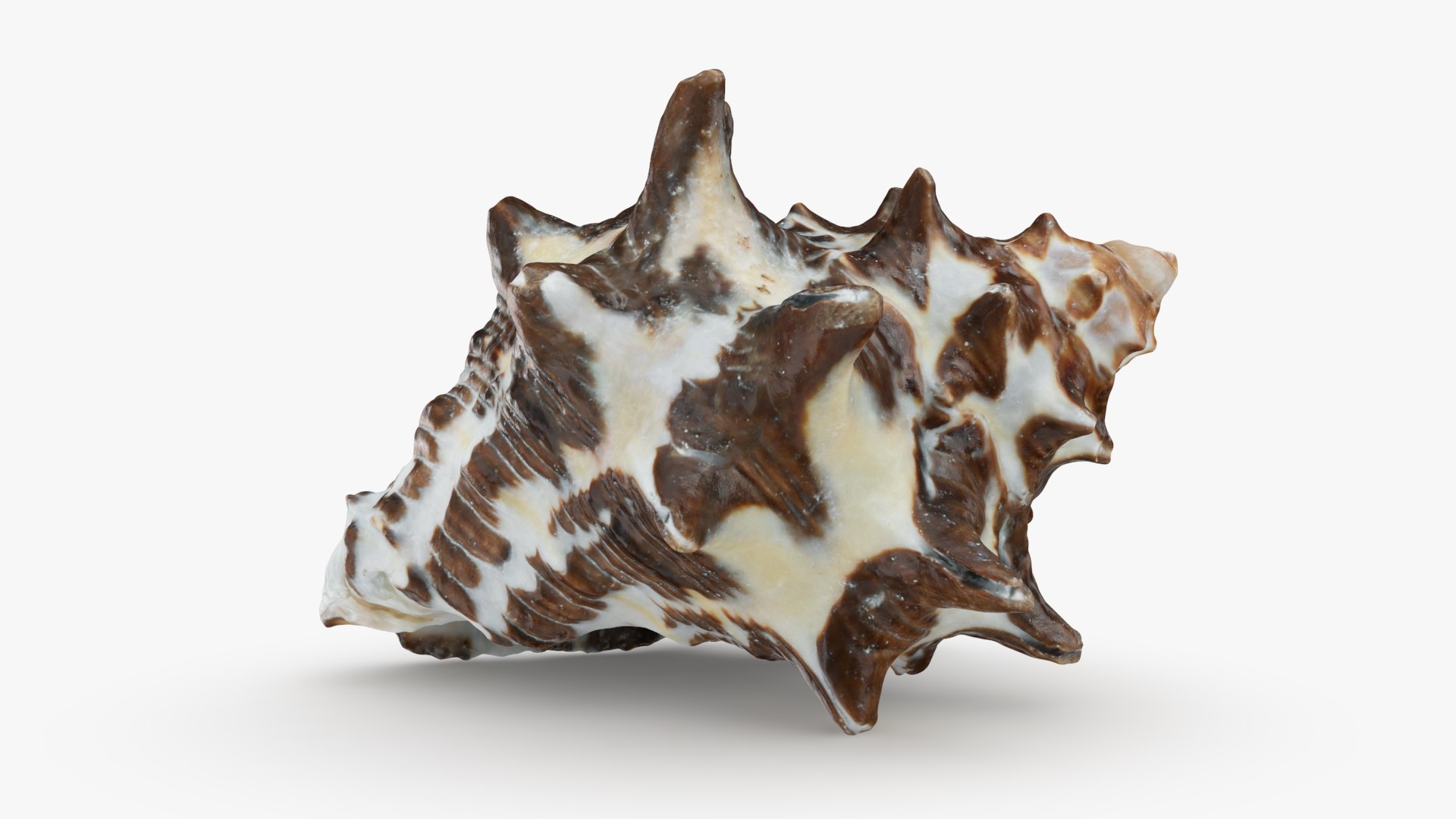 Reishia Bitubercularis 3D Model - TurboSquid 2389846