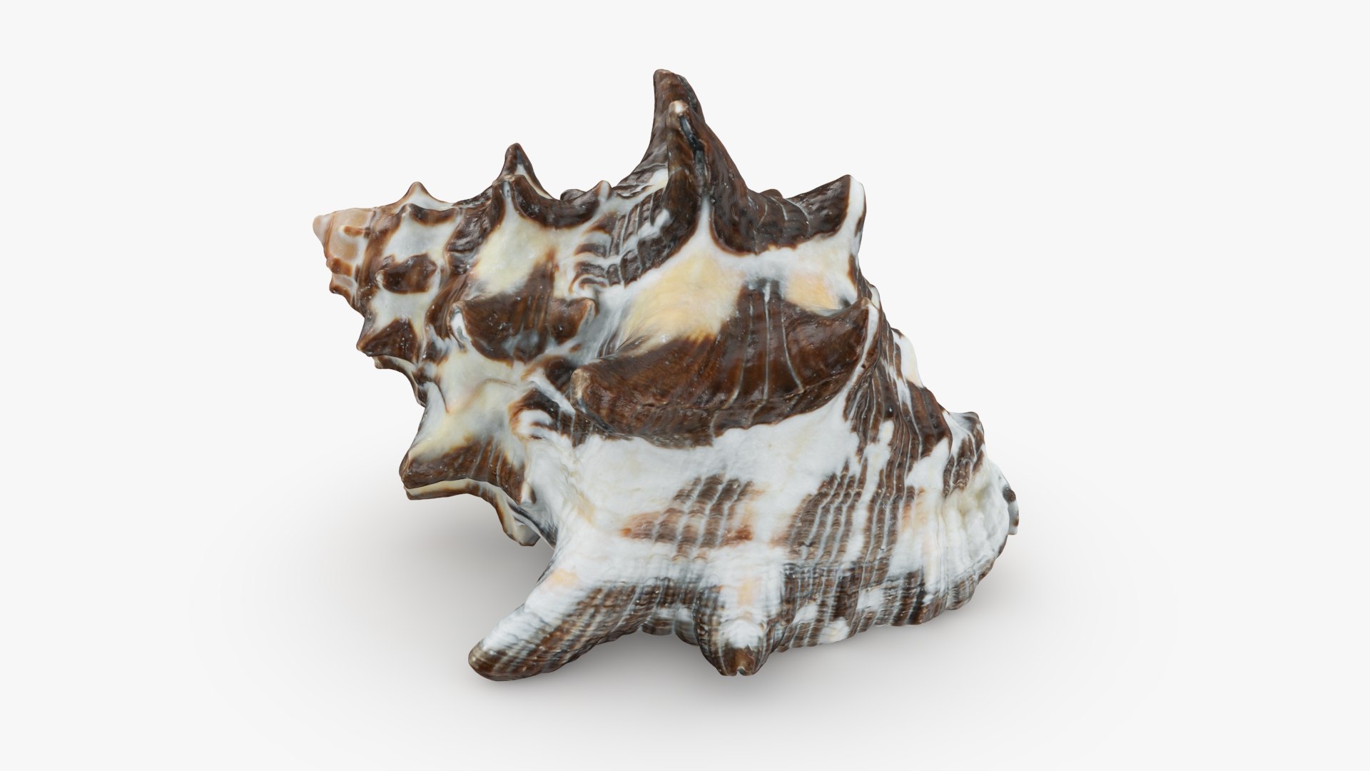 Reishia Bitubercularis 3D Model - TurboSquid 2389846