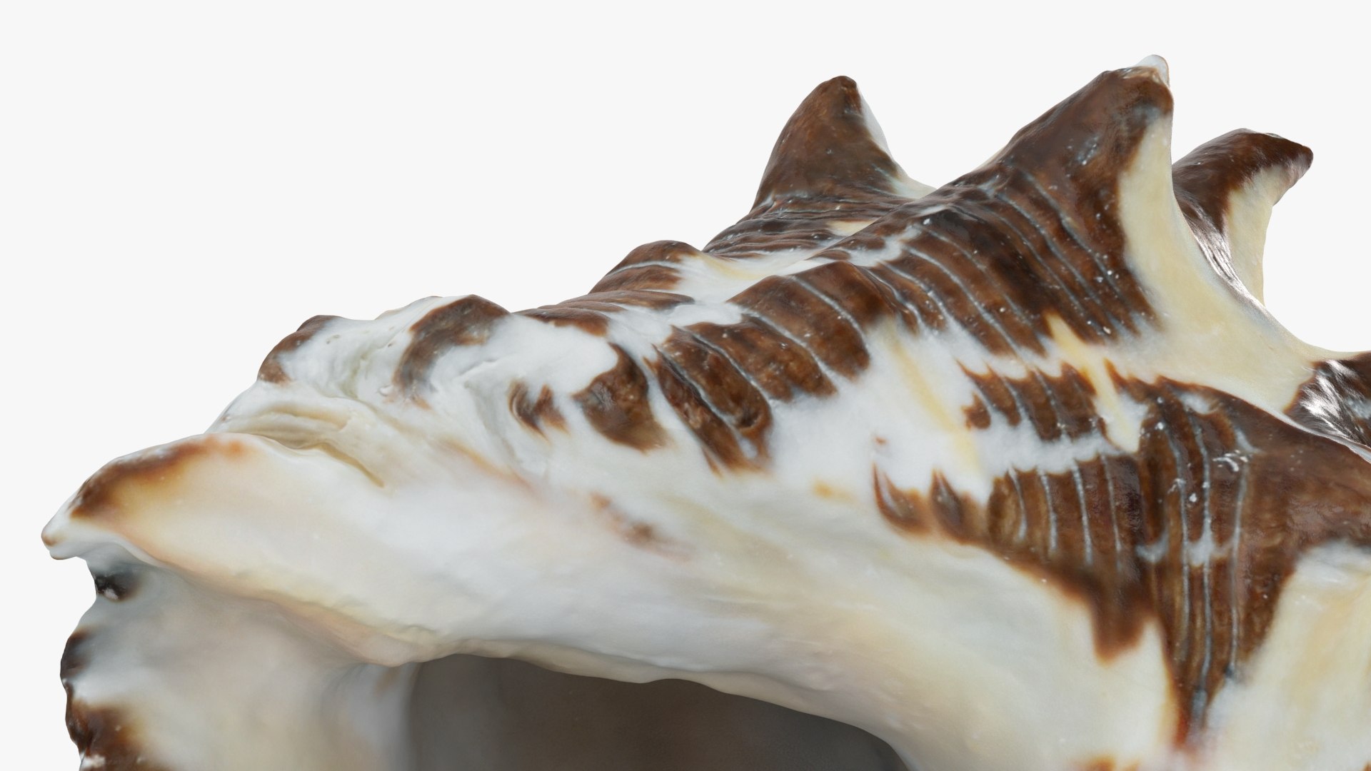 Reishia Bitubercularis 3D Model - TurboSquid 2389846