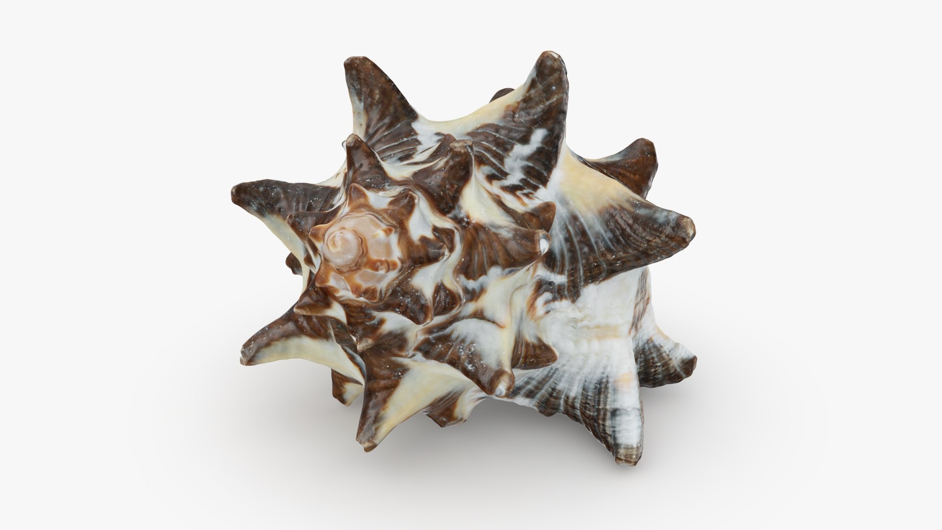Reishia Bitubercularis 3D Model - TurboSquid 2389846