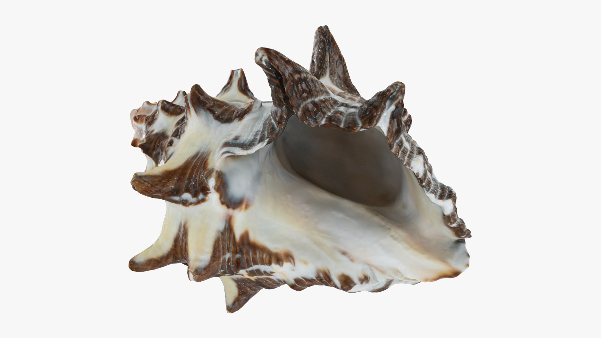 Reishia Bitubercularis 3D Model - TurboSquid 2389846