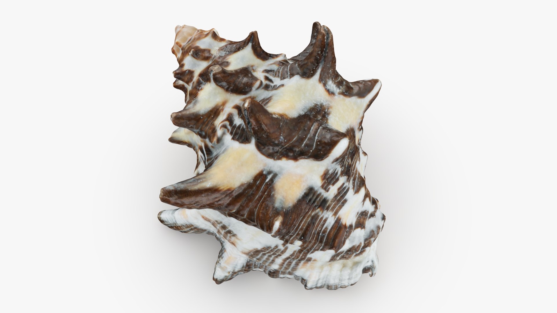 Reishia Bitubercularis 3D Model - TurboSquid 2389846