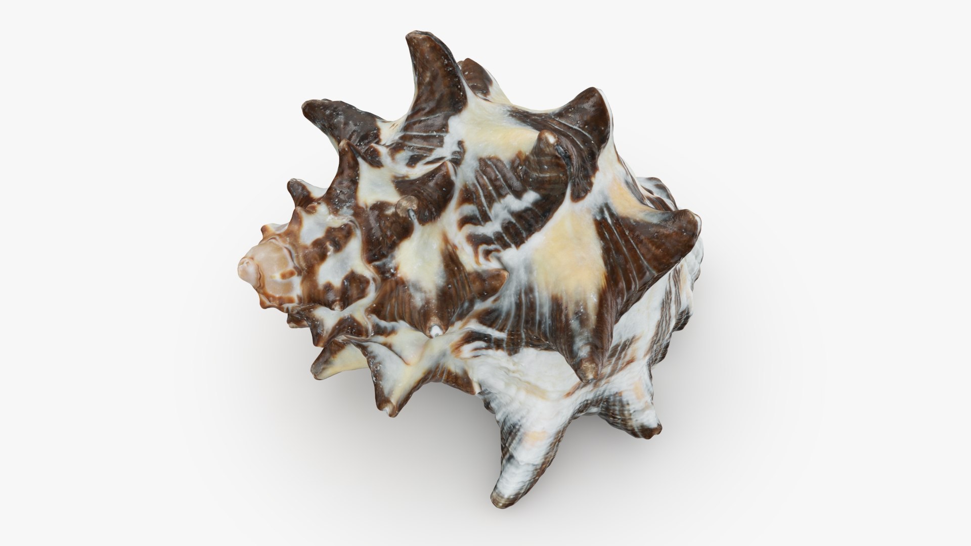 Reishia Bitubercularis 3D Model - TurboSquid 2389846