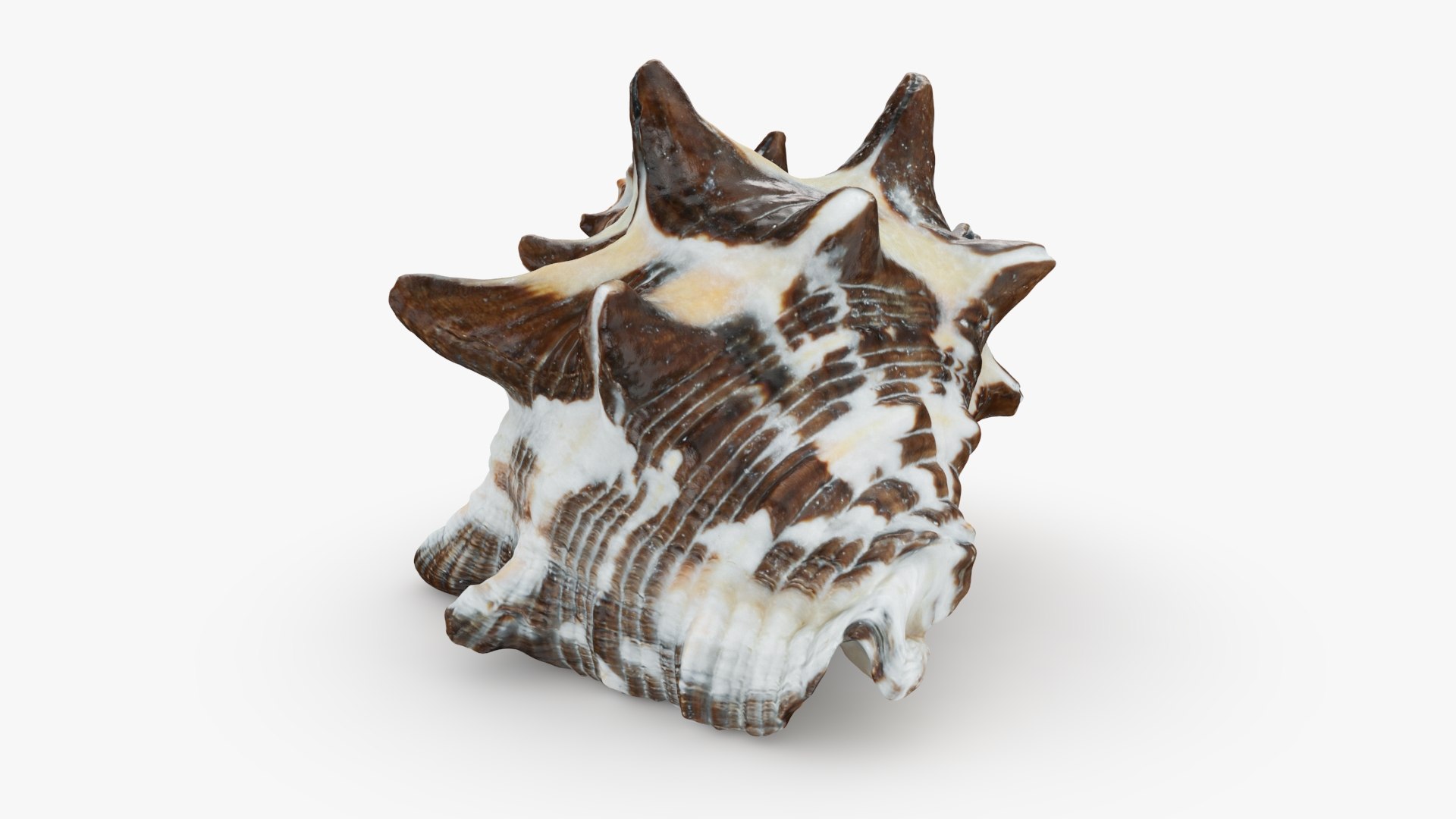 Reishia Bitubercularis 3D Model - TurboSquid 2389846