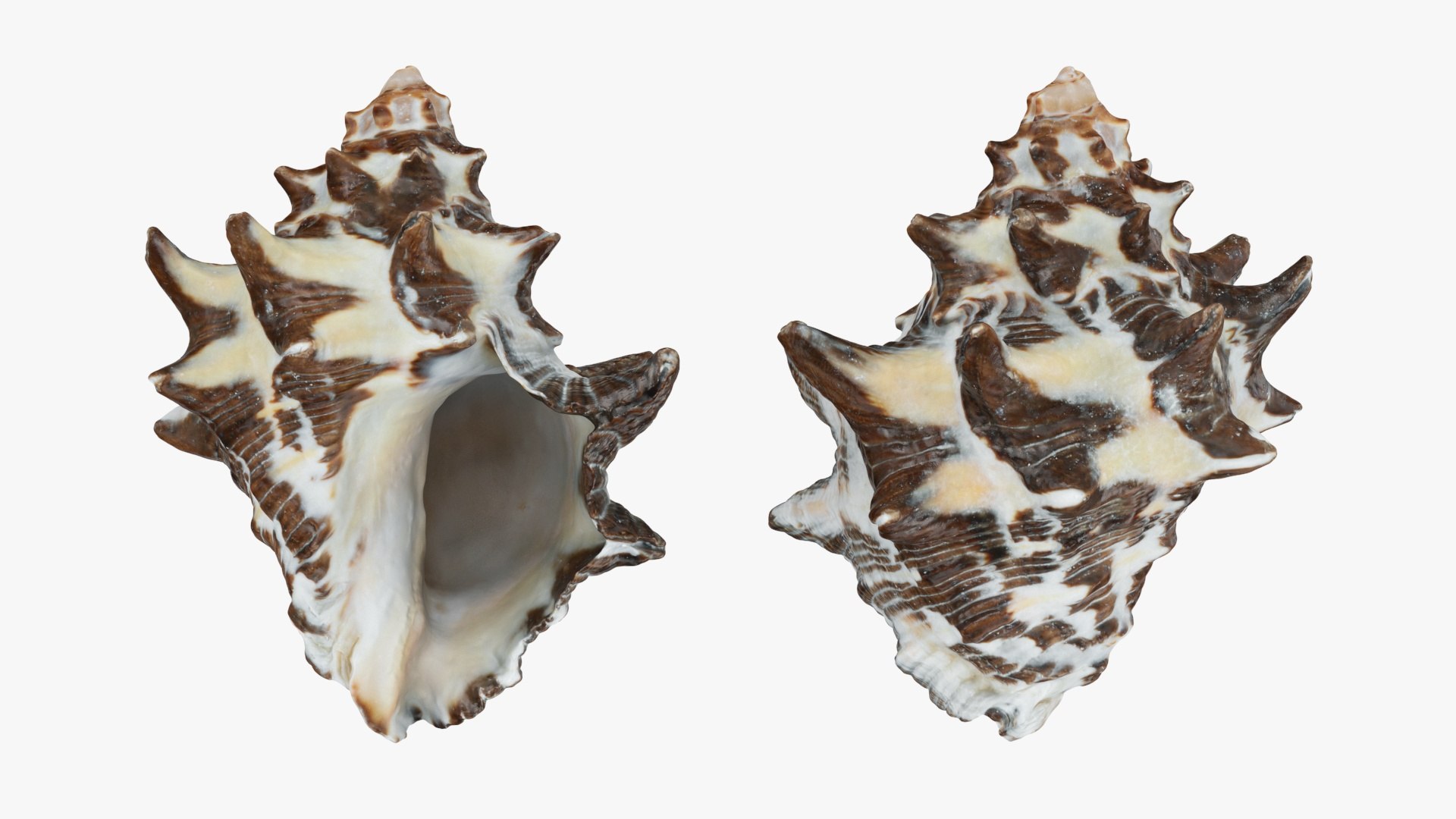 Reishia Bitubercularis 3D Model - TurboSquid 2389846