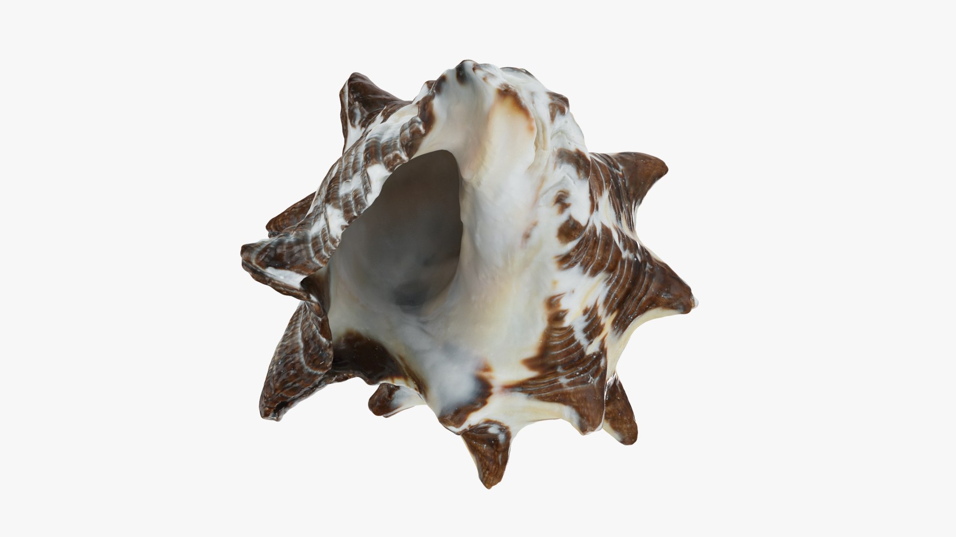 Reishia Bitubercularis 3D Model - TurboSquid 2389846