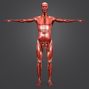 body natural muscles 3D model