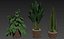 Collection de plantes 446