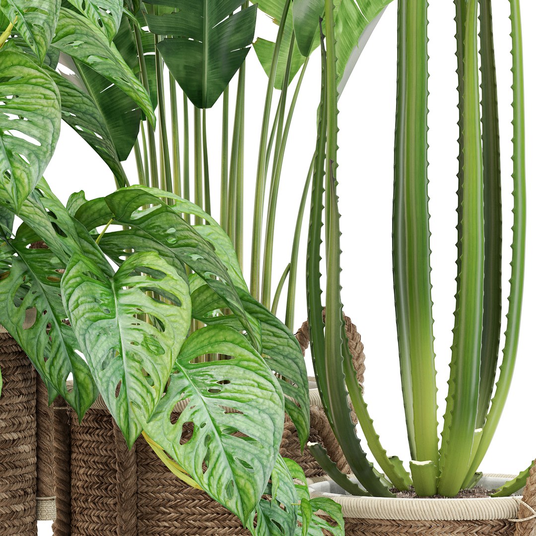 3D plants model https://p.turbosquid.com/ts-thumb/6Z/GNzakL/JE/plant_446_021920scale1_50x/jpg/1615025686/1920x1080/fit_q87/a46ce37ea5e8615f2dad138264f7532199bc0792/plant_446_021920scale1_50x.jpg