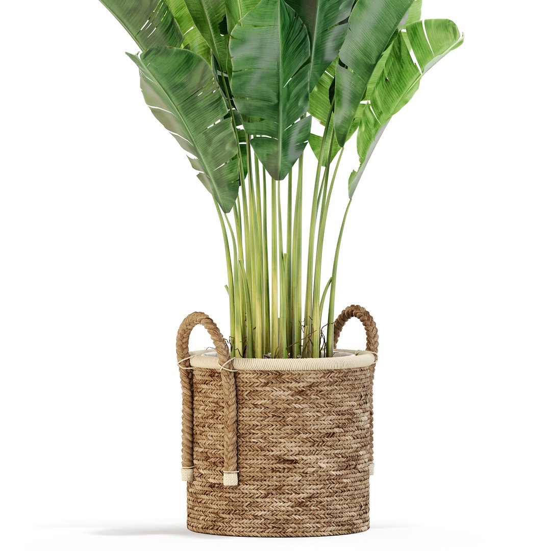 3D plants model https://p.turbosquid.com/ts-thumb/6Z/GNzakL/Vv/plant_446_031920scale1_50x/jpg/1615025677/1920x1080/fit_q87/a1a65e144cc8bdf3fd98dd5919b7d6f779a9f725/plant_446_031920scale1_50x.jpg