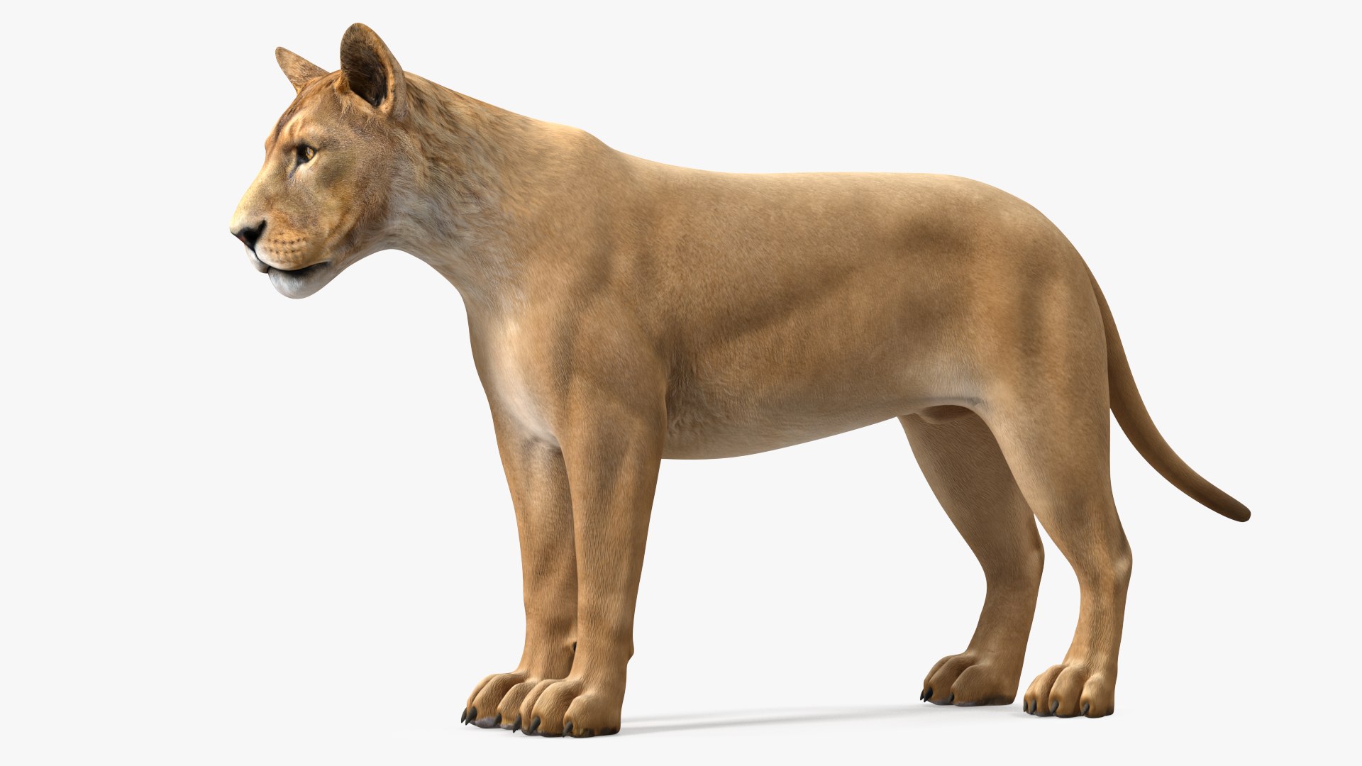 Young Lion Rigged for Modo 3D model preview