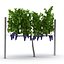 Rigged Grape Harvester with Vineyard Collection