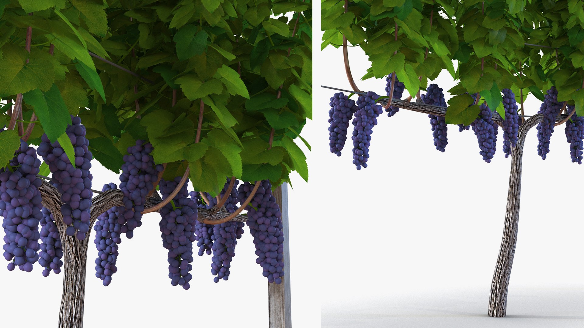 Rigged Grape Harvester with Vineyard Collection 3D model https://p.turbosquid.com/ts-thumb/6Z/RVIkdA/ZX/riggedgrapeharvesterwithvineyardcollection3dmodel026/jpg/1642594004/1920x1080/fit_q87/14c01106d04aec8db8a7853b1f83516131c9a4b5/riggedgrapeharvesterwithvineyardcollection3dmodel026.jpg