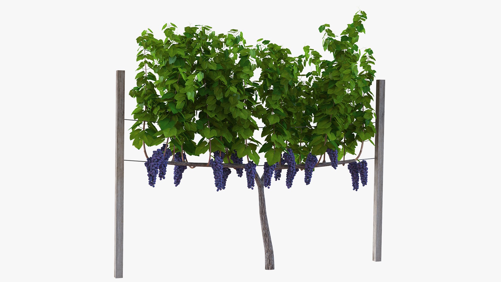 Rigged Grape Harvester with Vineyard Collection 3D model https://p.turbosquid.com/ts-thumb/6Z/RVIkdA/dv/riggedgrapeharvesterwithvineyardcollection3dmodel024/jpg/1642593998/1920x1080/fit_q87/2cd648086055437b6152d9b678ce20ab9f935fbb/riggedgrapeharvesterwithvineyardcollection3dmodel024.jpg