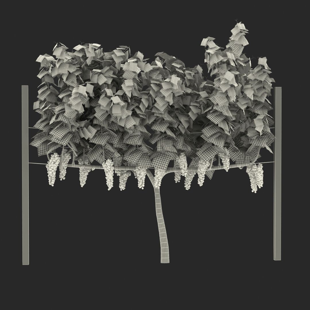 Rigged Grape Harvester with Vineyard Collection 3D model https://p.turbosquid.com/ts-thumb/6Z/RVIkdA/yY/vineyard_with_red_grapes_361/jpg/1642594171/1920x1080/turn_fit_q99/f148b1ae119911dbe905ab65d4486dc56803dd94/vineyard_with_red_grapes_361-1.jpg