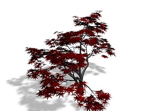 Free Maple Tree 3D Models for Download | TurboSquid