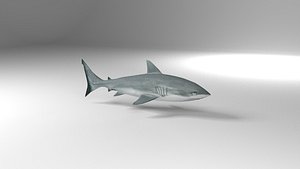 3D Shark model