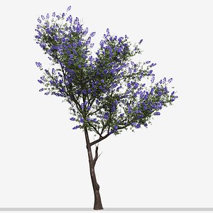 Set of Ceanothus or Trewithen Blue Tree - 2 Trees 3D model