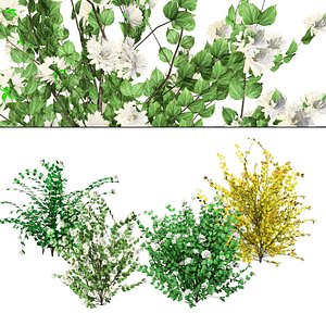 Miniature Virginal Mock Orange flower 3d pack 3D model