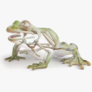 Frog Body and Skeleton Static 3D model