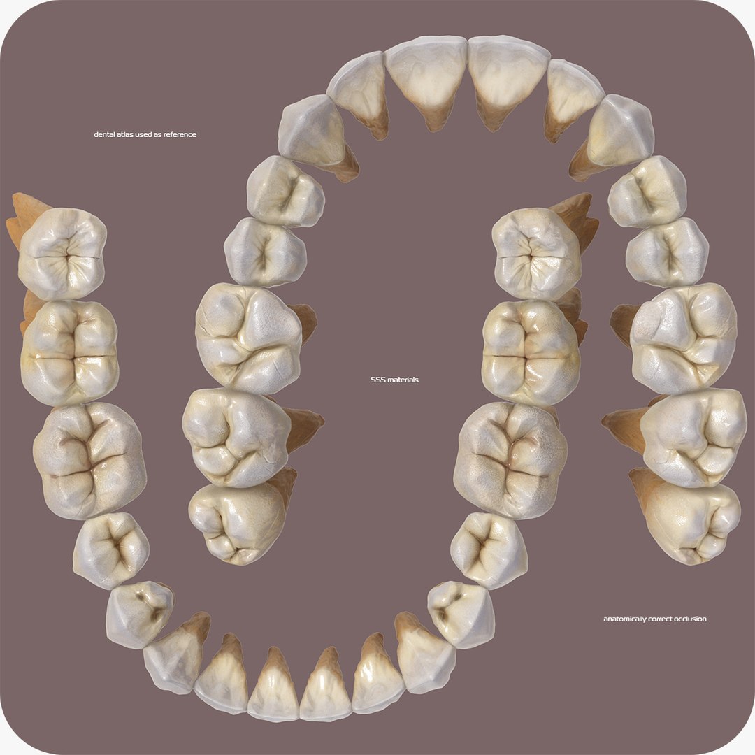 mouth orthodontics dental v4 max https://p.turbosquid.com/ts-thumb/6a/EwjCaR/DJ/teeth2011/jpg/1666786826/1920x1080/fit_q87/e85442c4e8d6e802015167971105cb8cfd7f65b8/teeth2011.jpg
