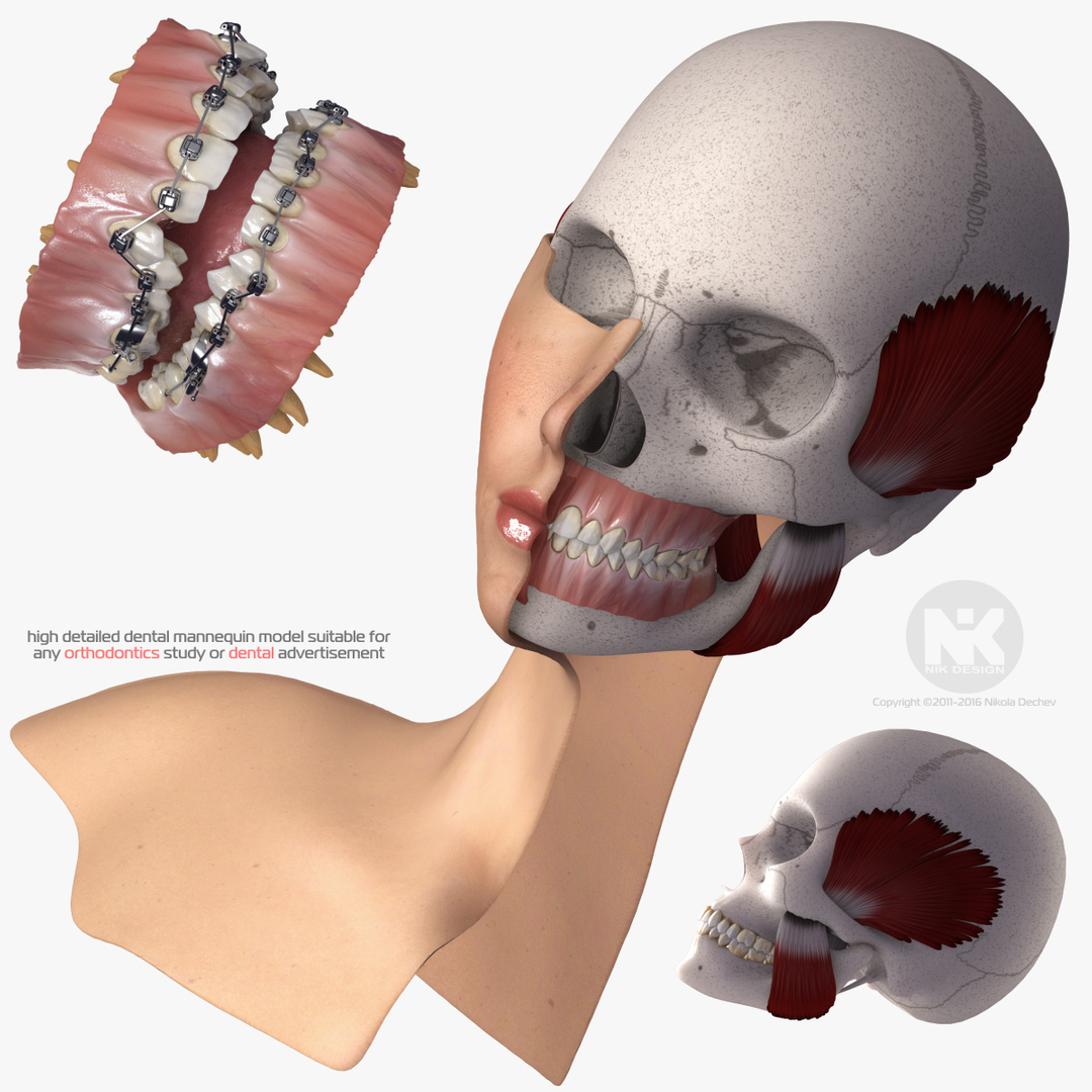 mouth orthodontics dental v4 max https://p.turbosquid.com/ts-thumb/6a/EwjCaR/DukP6q0d/signature/jpg/1459162704/1920x1080/turn_fit_q99/b4572b260c497b0453cace93d36856eb8a37c1b5/signature-1.jpg