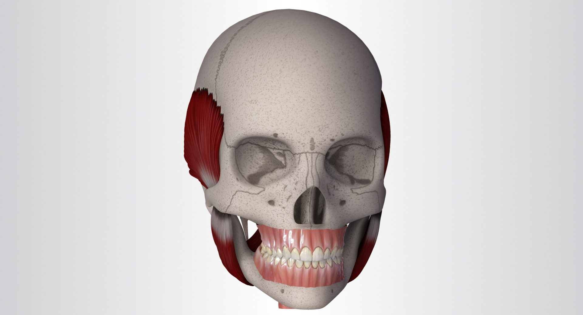 mouth orthodontics dental v4 max https://p.turbosquid.com/ts-thumb/6a/EwjCaR/Q0yWRMcU/skull/jpg/1459172131/1920x1080/turn_fit_q99/b58486b7f678cbd4ab4a1fb0d23eb74b92a64d4c/skull-1.jpg