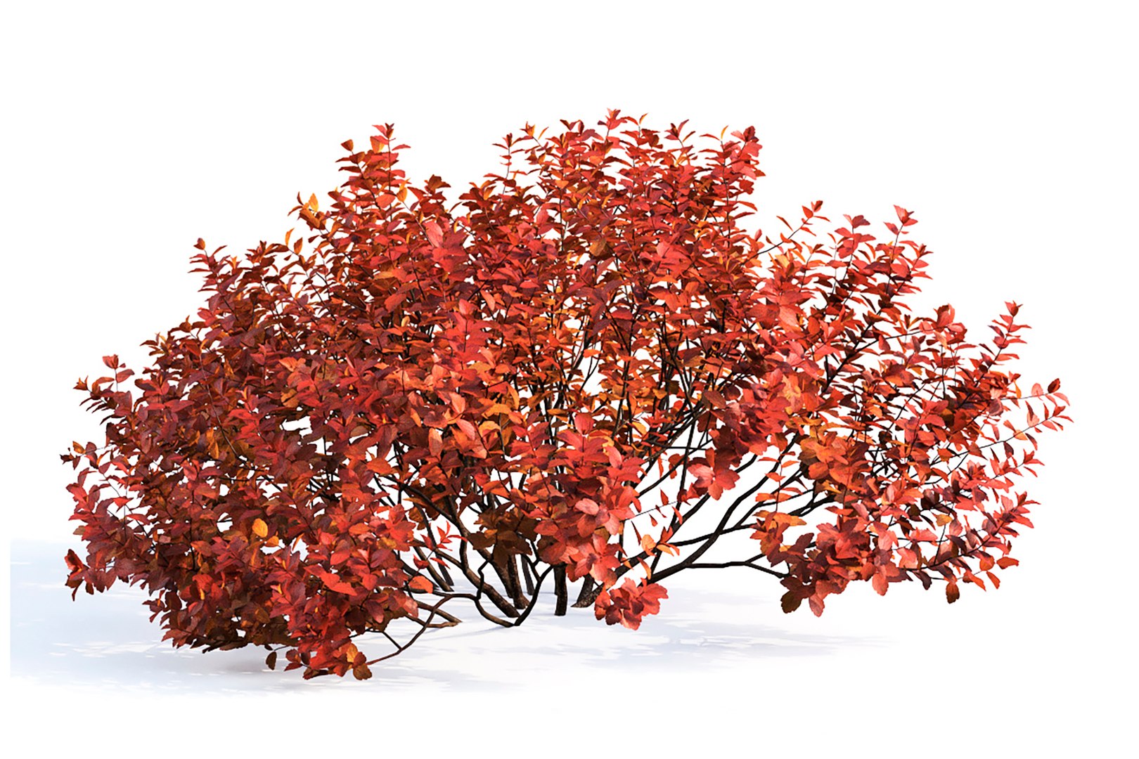 shrubs betulifolia 3D model https://p.turbosquid.com/ts-thumb/6a/G83pgz/Fr/4/jpg/1614703757/1920x1080/fit_q87/398ee9e919063453b707b99655f70485bae91453/4.jpg