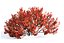 Spiraea betulifolia 01