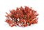 Spiraea betulifolia 01