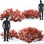 Spiraea betulifolia 01