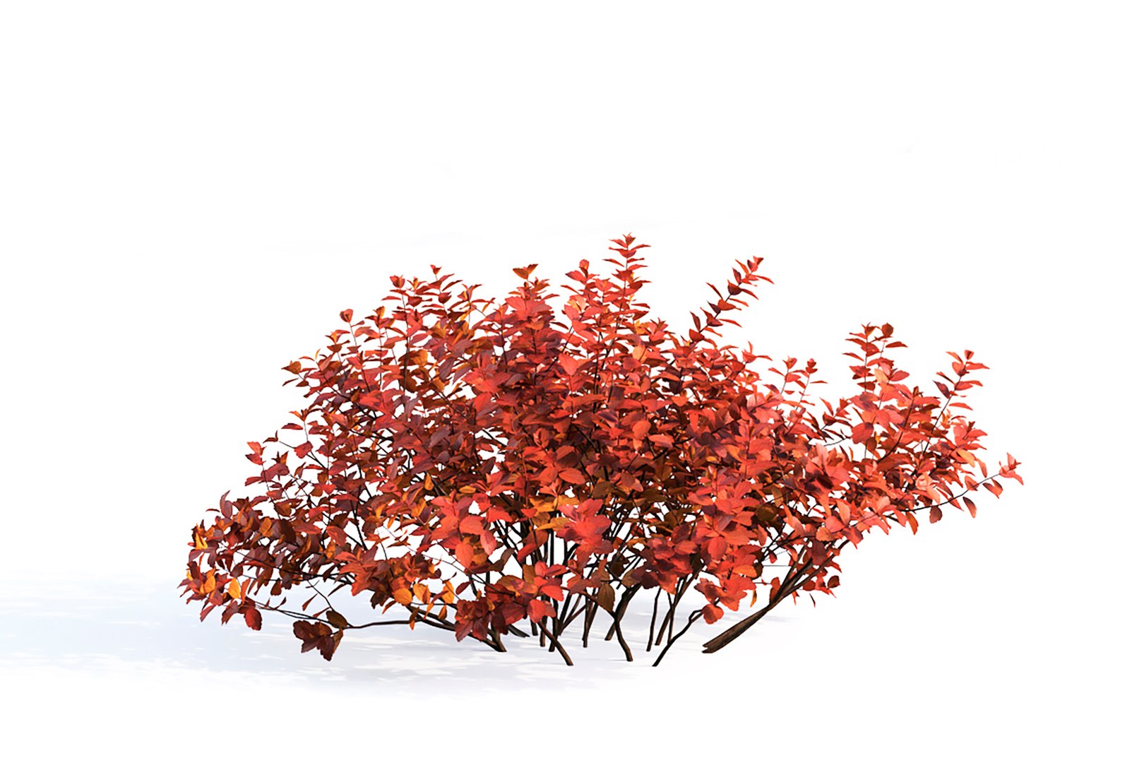 shrubs betulifolia 3D model https://p.turbosquid.com/ts-thumb/6a/G83pgz/xJ/7/jpg/1614703756/1920x1080/fit_q87/dff2fcf05d1e2dafadddc4e9ec9bac1e3959add3/7.jpg