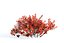 Spiraea betulifolia 01