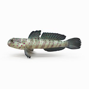 shrimp goby 3D model