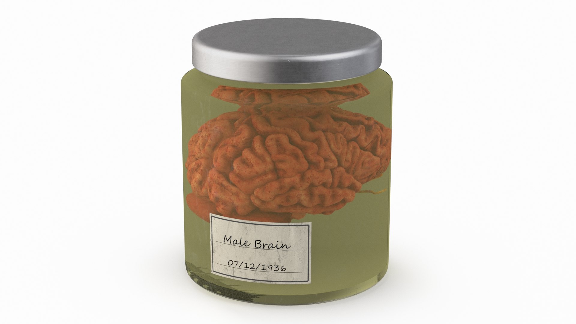 Human Brain in Glass Jar 3D model preview