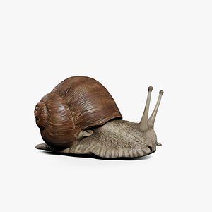 3D Snail 3D Model