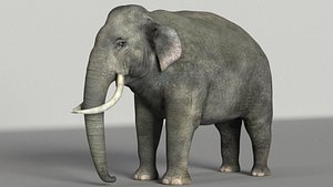 3D elephant mammal animal