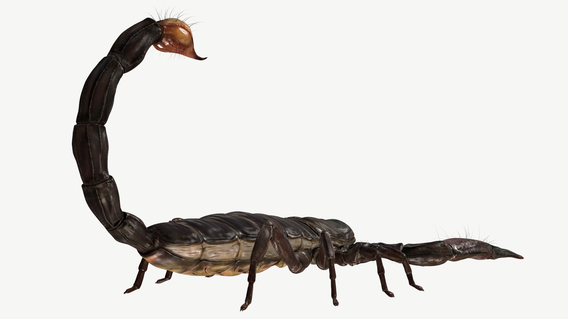 obj emperor scorpion https://p.turbosquid.com/ts-thumb/6a/d4NXRf/Sj/3/png/1614196807/1920x1080/fit_q87/6df20e49fb83946457fc4e583c34349b8d4cebae/3.jpg