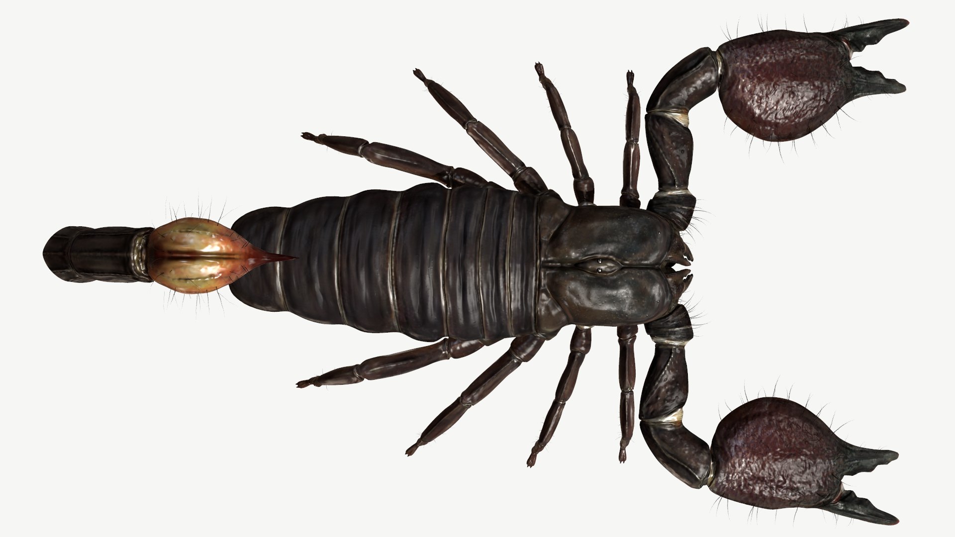 obj emperor scorpion https://p.turbosquid.com/ts-thumb/6a/d4NXRf/VE/4/png/1614196809/1920x1080/fit_q87/7414a9b6927d74c07cfa40dff63ede3fa63d2622/4.jpg