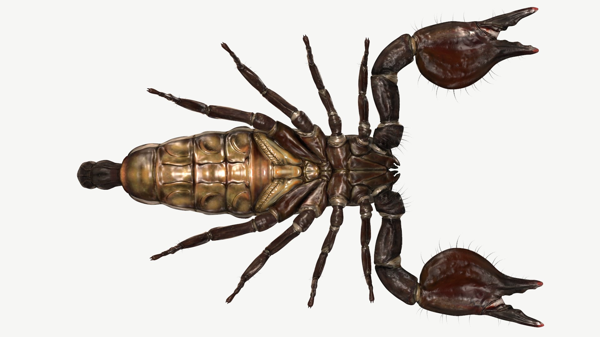 obj emperor scorpion https://p.turbosquid.com/ts-thumb/6a/d4NXRf/bI/6/png/1614196809/1920x1080/fit_q87/f3e304fb9979e44190bfc142f38fdb928ef8357a/6.jpg