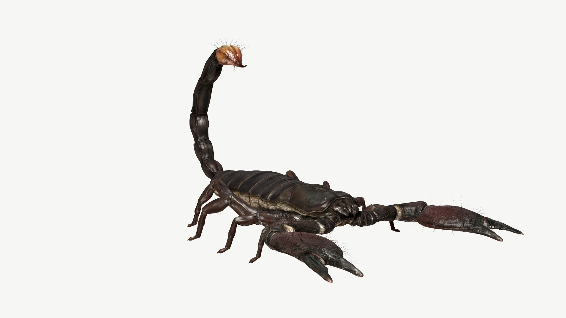 obj emperor scorpion https://p.turbosquid.com/ts-thumb/6a/d4NXRf/fU/emperorscorpion/jpg/1614196944/1920x1080/turn_fit_q99/636ca13a9cf4ba705fc252412917824eddf41a6f/emperorscorpion-1.jpg
