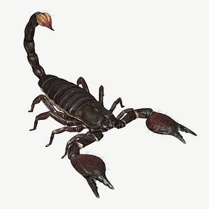 Emperor Scorpion